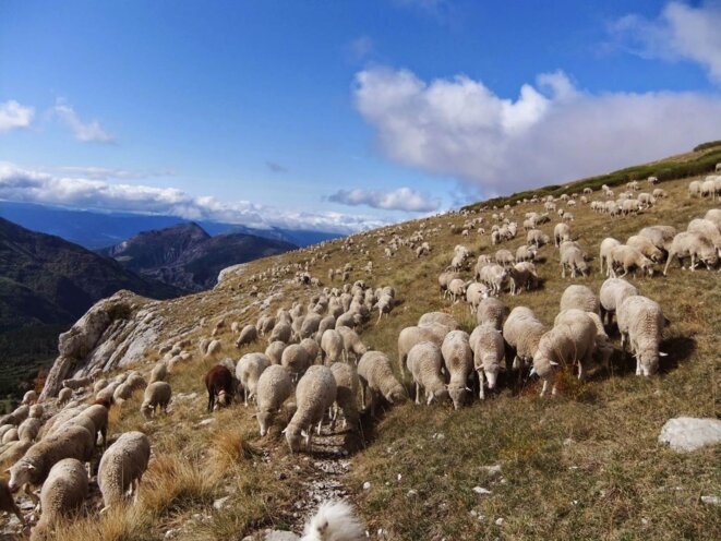 Les éleveurs dans le piège à loup